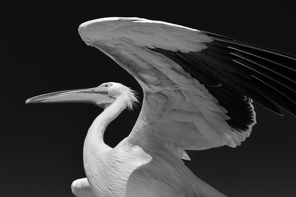 Tytuł Fotografa Podróżniczego 2015 roku zdobył Marsel Van Oosten za zdjęcie zrobione na bagnach Atchafalaya w Luizjanie. Holender jest profesjonalnym fotografem, który m.in. publikuje swoje prace w National Geographic.