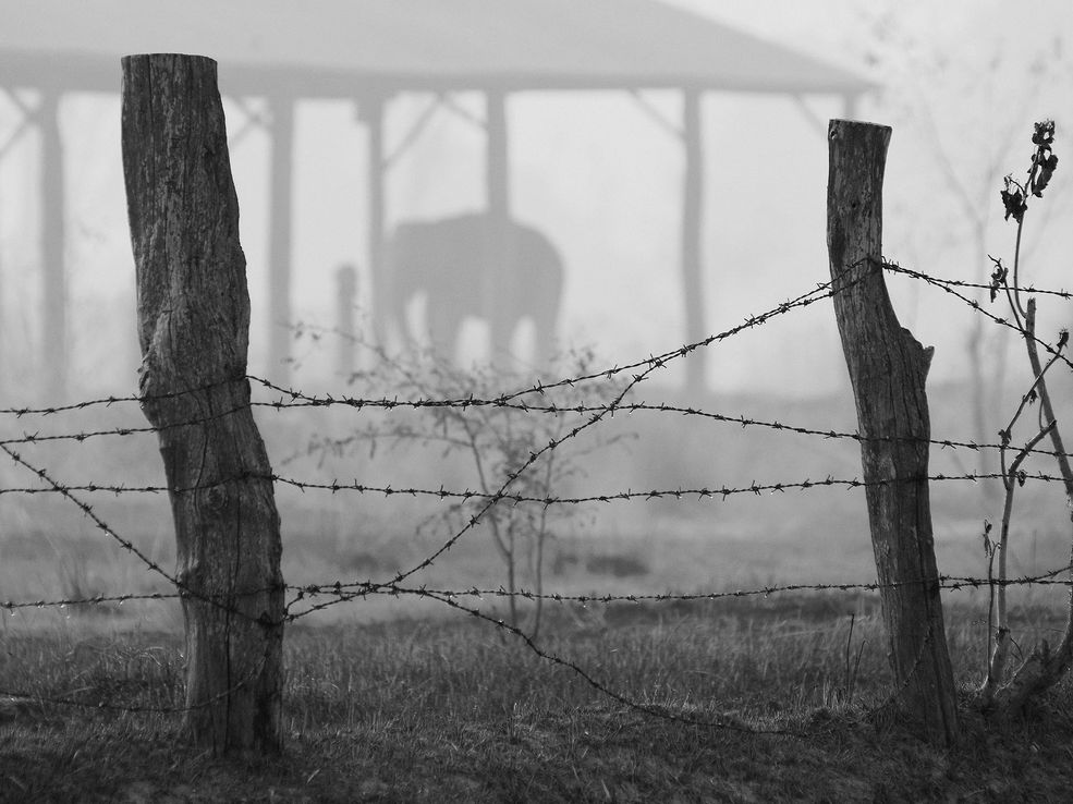 9 IV ed. Wielki Konkurs Fotograficzny National Geographic
Grand Prix Paweł Młodkowski - "Słoń niewolnik własnej potęgi"