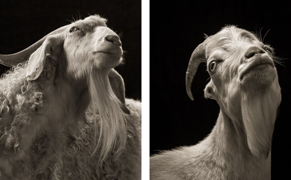 Pokazanie emocji na twarzach zwierząt, które są znane z nie okazywania emocji to dopiero sztuka. Kevin Horan, fotograf z 30-letnim doświadczeniem, podjął się tego trudnego zadania.