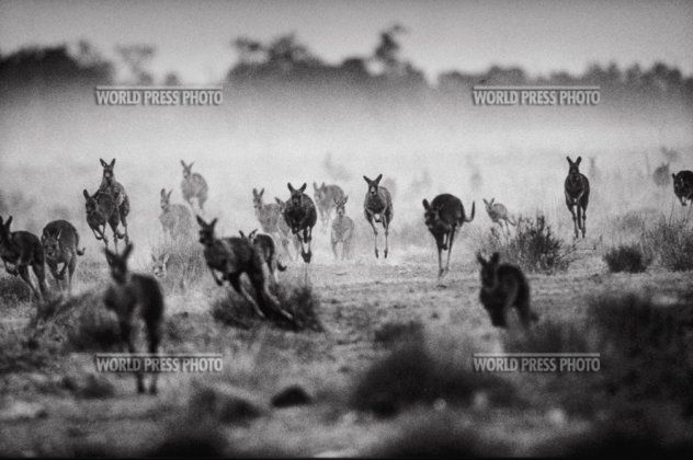 12 Kangury w australijskim stanie Nowa Południowa Walia. Fot. Michael Amendolia, 2002