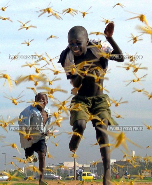 16 Dzieci biegną przez rój szarańczy, fot. Pierre Holtz, Senegal, 2004
