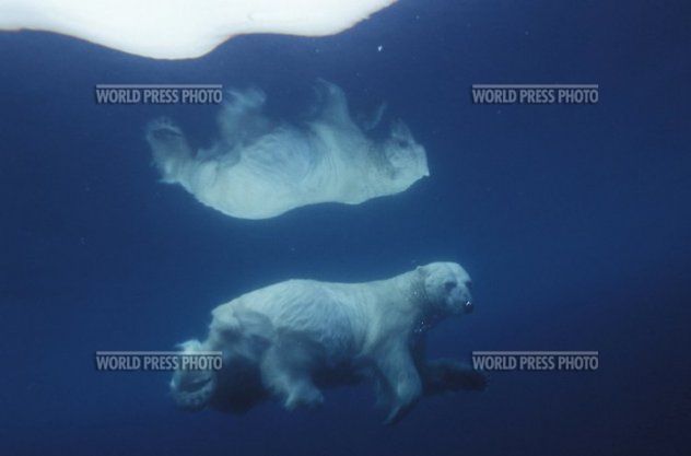 18 Niedźwiedź polarny przyczajony pod wodą podczas polowania. For. Paul Nicklen, 2007.