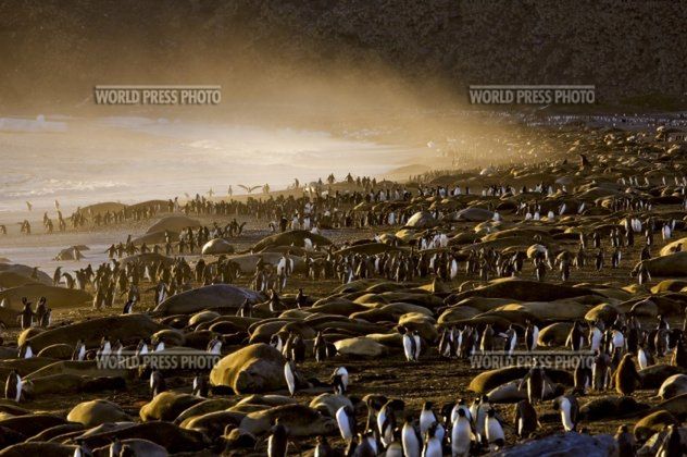19 Pingwiny na Antarktydzie. Fot. Paul Nicklen, 2009