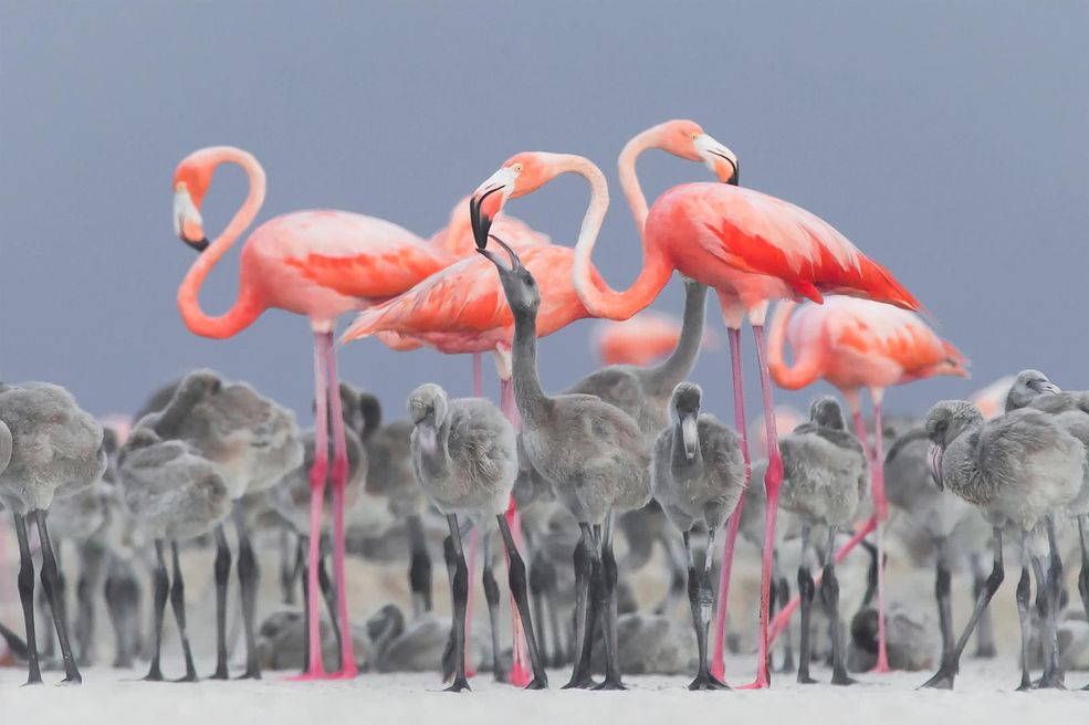 Do konkursu Bird Photographer of the Year 2017 zgłosiły się tysiące specjalistów z dziedziny fotografowania ptaków z całego świata. Na przykładzie tych zdjęć można śmiało powiedzieć, że fotografia uskrzydla, uczy latać. Na pewno niejeden z uczestników niejednokrotnie poczuł, że buja w chmurach, próbując ująć wymarzony okaz.