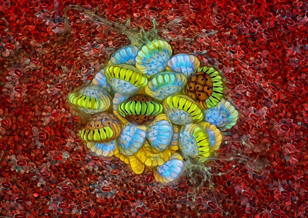 Do tegorocznej edycji Nikon Small World nadesłano ponad 2,5 tysiąca zgłoszeń z 89 krajów. Jury wybrało spośród nich 20 najlepszych fotografów, a kolejne 10 otrzymało wyróżnienia. Wśród nich znalazł się Polak - Jacek Mysłowski, który sfotografował mchy w mikroskali.
Wśród wszystkich 92 wyróżnionych obrazów znajdziemy również zdjęcia Marka Misia i Magdaleny Turzańskiej.