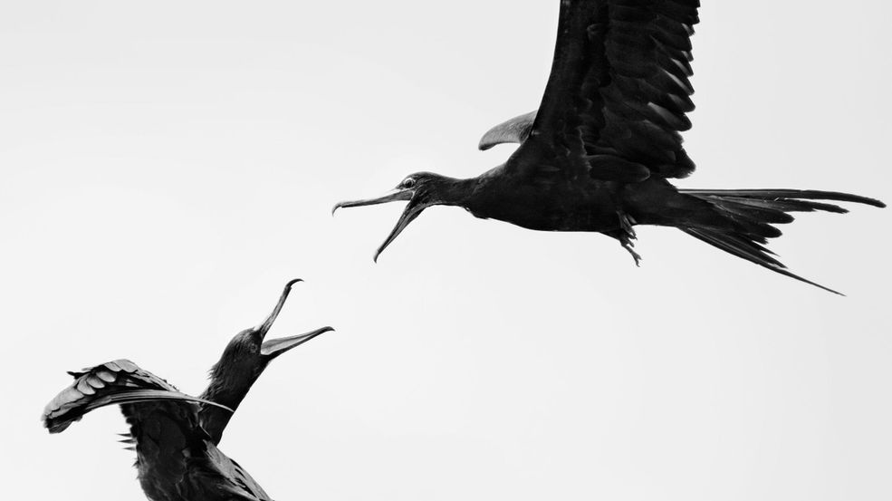 Wszystkie zwycięskie zdjęcia zostaną opublikowane w magazynach Audubon oraz Nature's Best Photography. Oprócz tego prace zostaną pokazane na wystawie Nature's Best Photography Exhibition oraz w Smithsonian National Museum of Natural History.