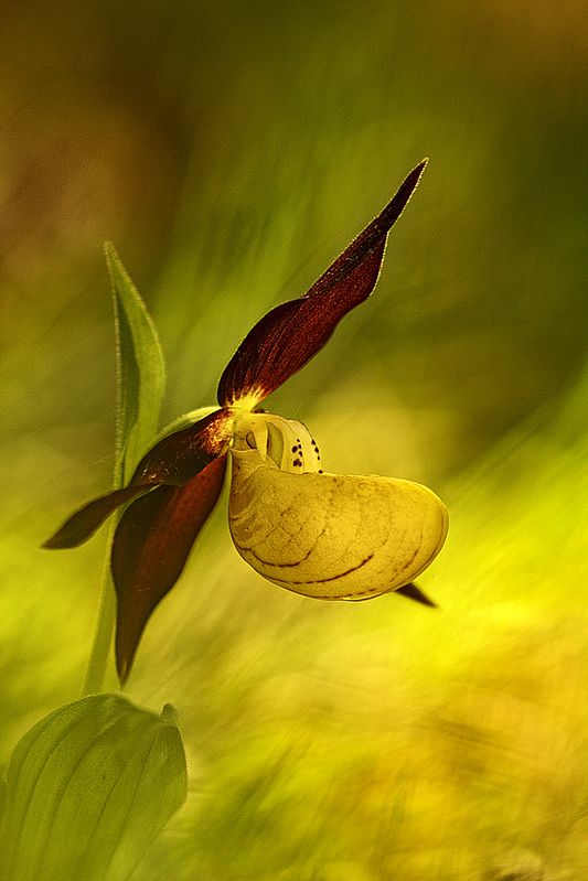 Konkurs podzielony był na kilka kategorii: The Beauty of Plants, Beautiful Gardens, Wildlife in the Garden, Beathing Spaces, Bountiful Earth, Trees, Woods & Forests, Wildflower Landscapes, Greening The City. Dodatkowo nagrodzone zostały indywidualne portfolia, młodzi fotografowie oraz projekty z zakresu monochromu oraz sztuki makrofotografii.