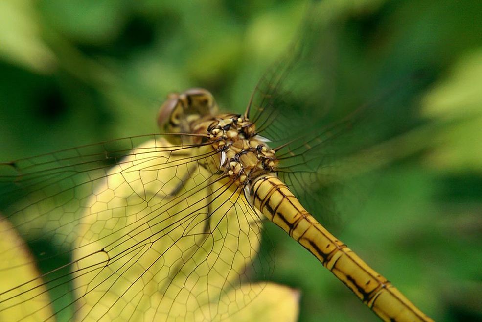 BEHIND DRAGONFLY