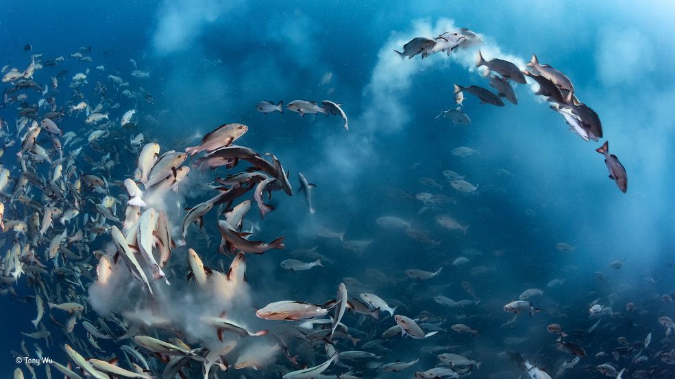Organizatorem konkursu jest londyńskie Natural History Museum. 100 zdjęć z bieżacego roku zostanie wystawionych podczas wystawy, poświęconej 52 edycji plebiscytu Wildlife Photographer of the Year. Będzie ona dostępna dla odwiedzających od 21 października 2016 roku.
