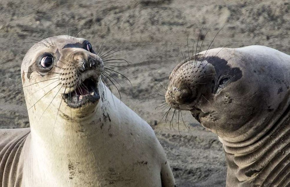 Konkurs Comedy Wildlife Photography Award trwa do 30 września 2017 roku. Do tego czasu możecie zgłaszać zdjęcia za pośrednictwem strony internetowej. Żeby wasza praca została zakwalifikowana, musi spełniać dwa warunki: zdjęcie musi przedstawiać zwierzę w naturalnym środowisku oraz być jak najśmieszniejsze. Nie musicie się koncentrować na perfekcji technicznej – humor jest tu dużo ważniejszy!