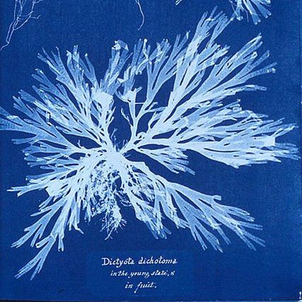 10 Jedna z ilustracji z zielnika poświęconego florze Wielkiej Brytanii © Anna Atkins