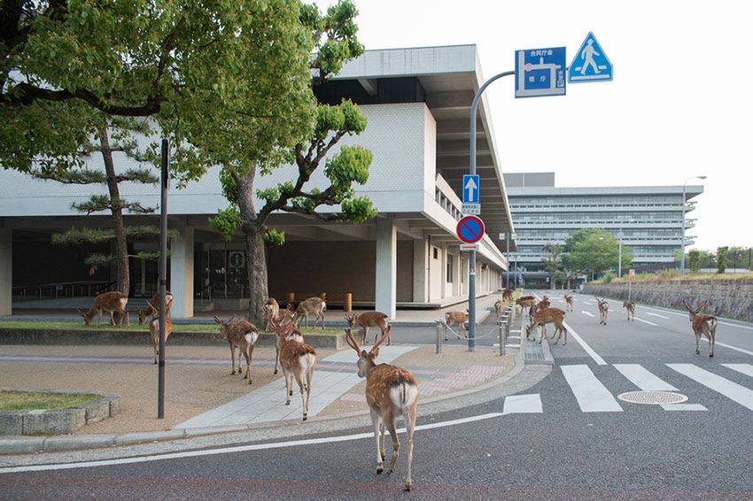 Jelenie tak często odwiedzają centrum miasta, że spotykający je mieszkańcy już nic sobie z tego nie robią.