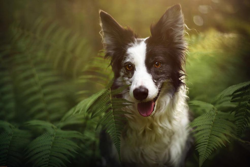 Portret często rozumiany jest jako najtrudniejsza dziedzina sztuki fotograficznej. Oprócz odpowiedniego naświetlenia klatki i kompozycji dochodzi kolejny element, sprawiający niejednemu artyście ogromną trudność – praca z modelem. O ile z człowiekiem można porozumieć się za pomocą słów, o tyle fotografowanie zwierząt wymaga niesamowitej wrażliwości, cierpliwości oraz zrozumienia natury modela.