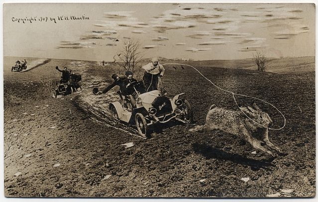 4 Królik, dziki mustang / © wired.com