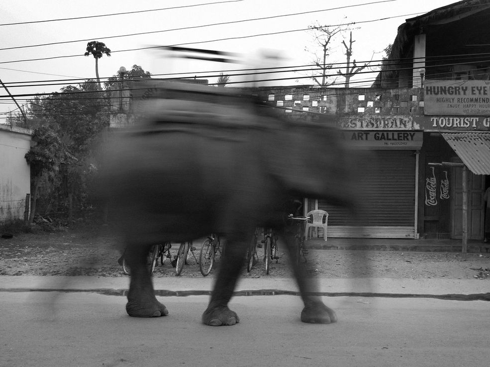 12 IV ed. Wielki Konkurs Fotograficzny National Geographic
Grand Prix Paweł Młodkowski - "Słoń niewolnik własnej potęgi"