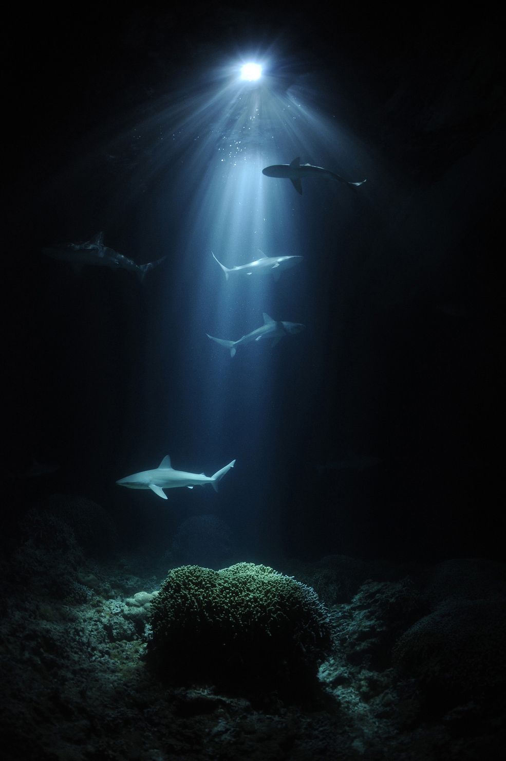 1 © Thomas P. Peschak, Niemcy/RPA - Nocne rekiny