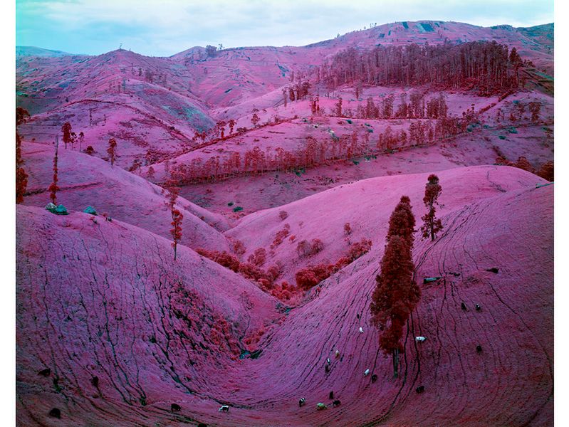 3 Film Kodak Aerochrome powstał w latach 60. i początkowo służył wojsku jako metoda do wykrywania kamuflażu. Fot. Richard Mosse