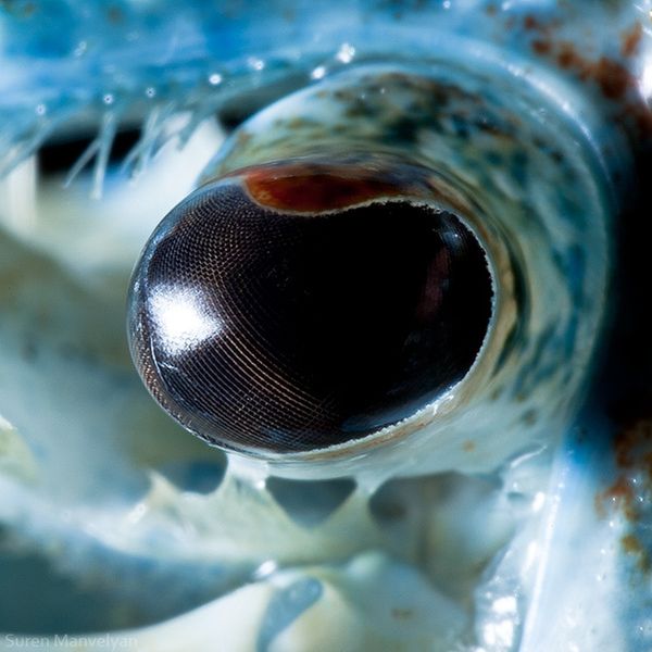 14 © Suren Manvelyan