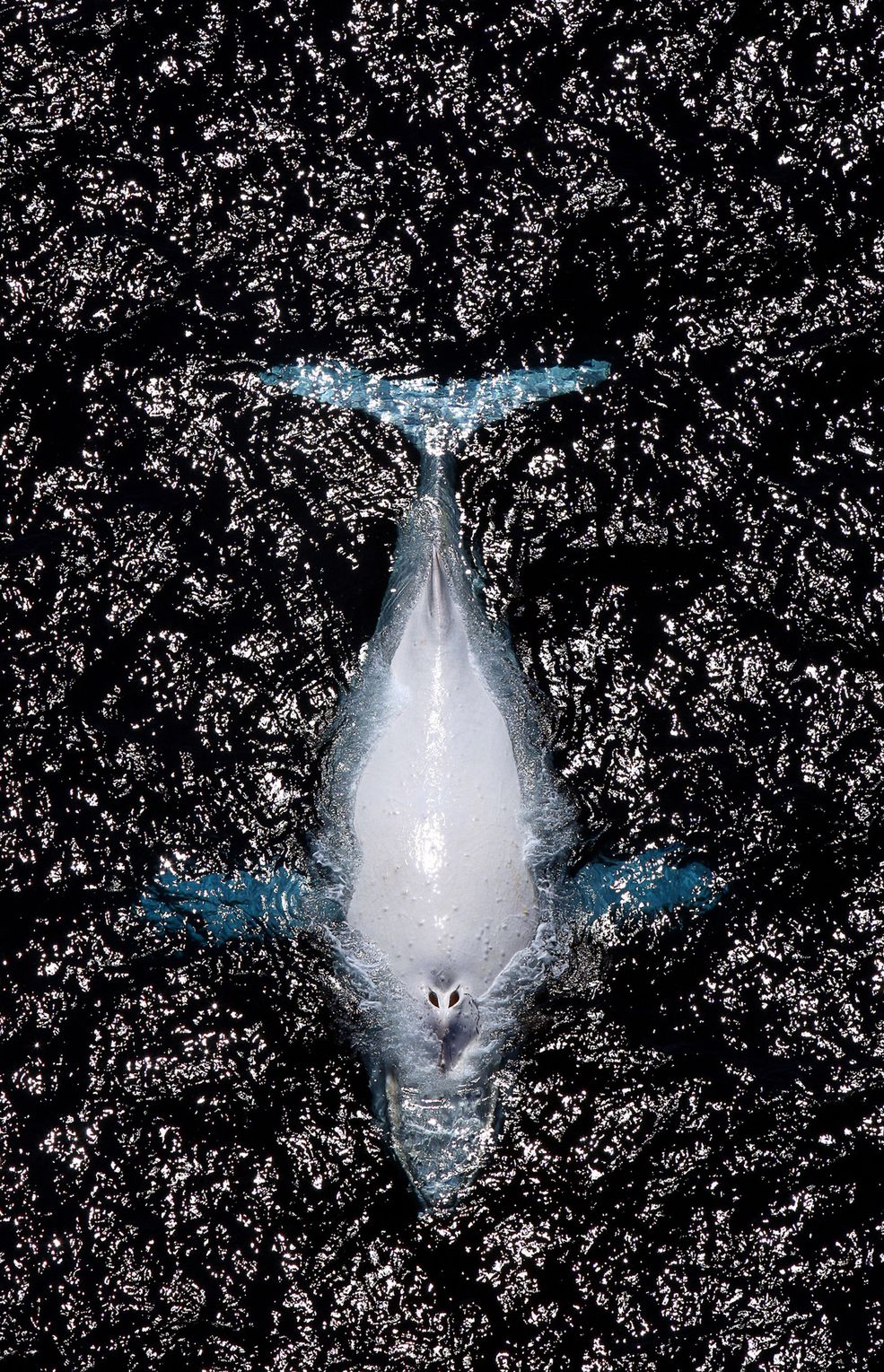 3 © Marc McCormack / Australia - Biały humbak