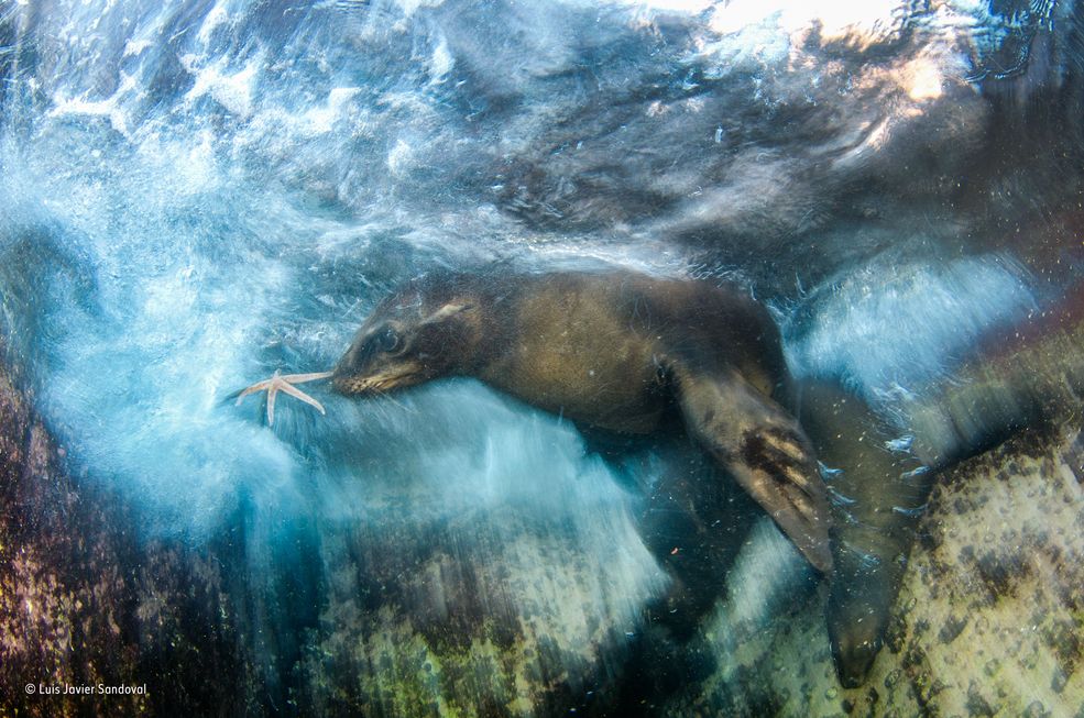 Historia zwycięskiego zdjęcia podkreśla poświęcenie, które Laman musiał w nie włożyć. By ująć orangutana, Laman spędził 3 dni na wspinaczce na 30 metrowe drzewo, na którym zamontował kamerki GoPro. Jedna z nich zarejestrowała majestatyczne zwierzę na tle niesamowitego lasu. To zdjęcie na długo zapadnie w pamięć niejednego fotografa.