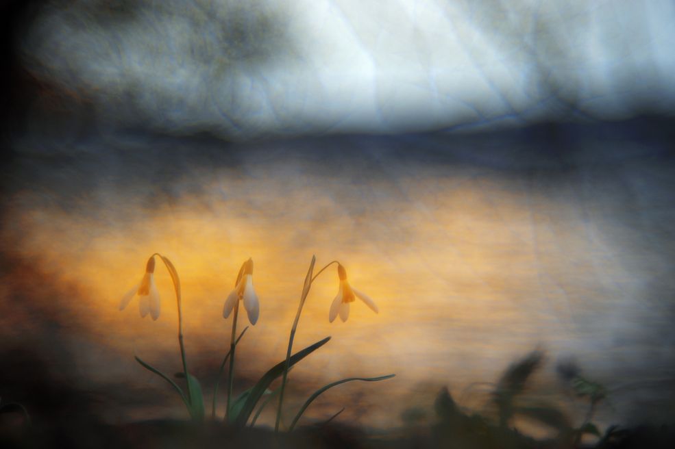 5 © Sandra Bartocha / Niemcy - Zwiastun wiosny