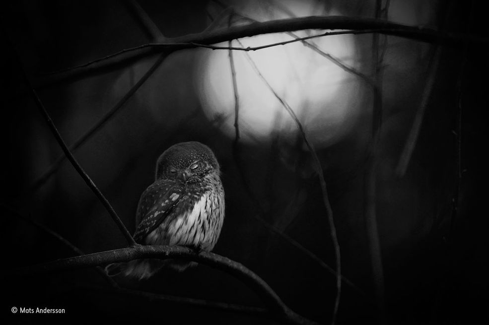 Niejednokrotnie wspominaliśmy o prestiżowy konkursie Wildlife Photographer of the Year, który koncentruje się na fotografii dzikiej natury, a udział w nim biorą fotografowie z całego świata. Właśnie ogłoszono zwycięzców konkursu, co miało miejsce w Natural History Museum w Londynie. W tegorocznej edycji konkursu napłynęło prawie 50 tysięcy zgłoszeń od fotografów z 95 krajów.