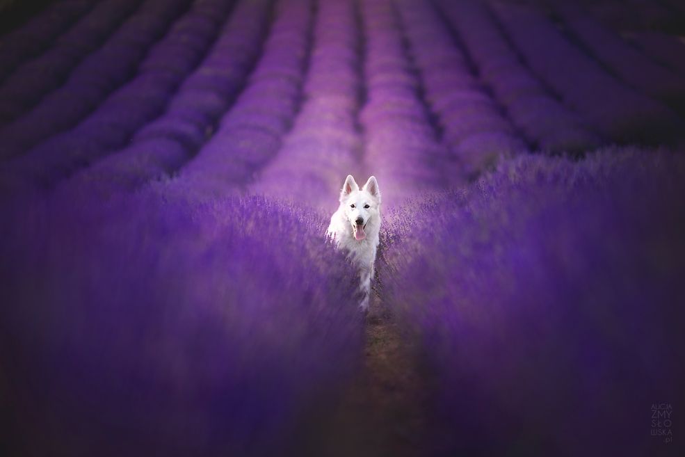 Skąd pomysł na fotografowanie psiaków w lawendzie? Czy to zabieg czysto estetyczny, czy ma dla Ciebie wymiar symboliczny?
Jest to kontynuacja mojego cyklu fotografii psów w kwiatach, który tworzę już od kilku lat. Pierwszą popularną częścią tego cyklu była sesja na wrzosowiskach. Po odkryciu tak magicznego miejsca i spełnieniu marzenia o sesji tam zaczęłam szukać następnych wartych uwagi miejsc. I tak wpadłam na pomysł zdjęć w lawendzie - i jak się szybko okazało, znalezienie pola lawendy w naszym kraju nie było trudne - jest ich nawet kilka.