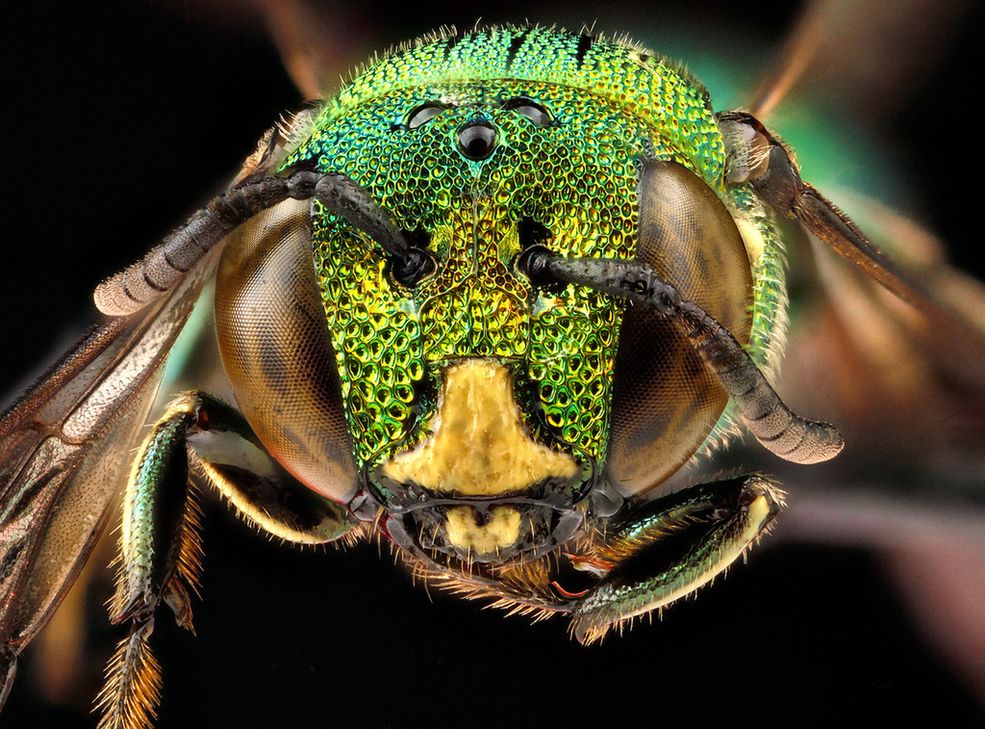 9 Pszczoła Ceratina smaragdula, fot. USGS Bee Inventory and Monitoring