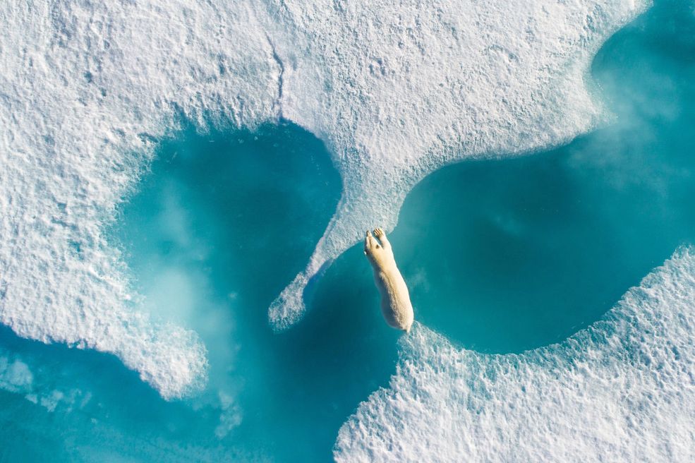 Zwycięskie zdjęcie Floriana zostało wykonane w Nunavut, które jest terytorium Kanady w Arktyce. Fotograf skorzystał z Phantoma 4 Pro. Tak sam opisuje zdjęcie i jego kontekst. "Drogie przyszłe generacje, mam nadzieję, że nadal będziemy mogli oglądać dziką przyrodę Arktyki jak teraz. Jednak jest to zagrożone przez zmieniające się środowisko. Byłem świadkiem wielu scen i gwarantuję, że to najpiękniejsza rzecz, jaką kiedykolwiek widziałem.”
Florian jako nagrodę główną otrzymał sprzęt o wartości 15 000 dolarów, w skład zestawu wchodzi Nikon D850, dron DJI Inspire 2, oraz iPhone-a X i inne gadżety. Trzeba przyznać, że z takim zestawem jest gotowy do kolejnych niesamowitych wypraw.