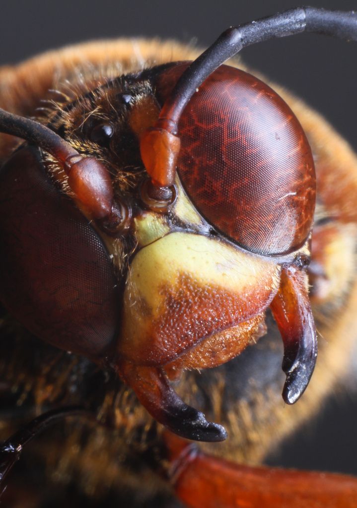 7 Osa Sphecius speciosus, fot. Mark Dumont