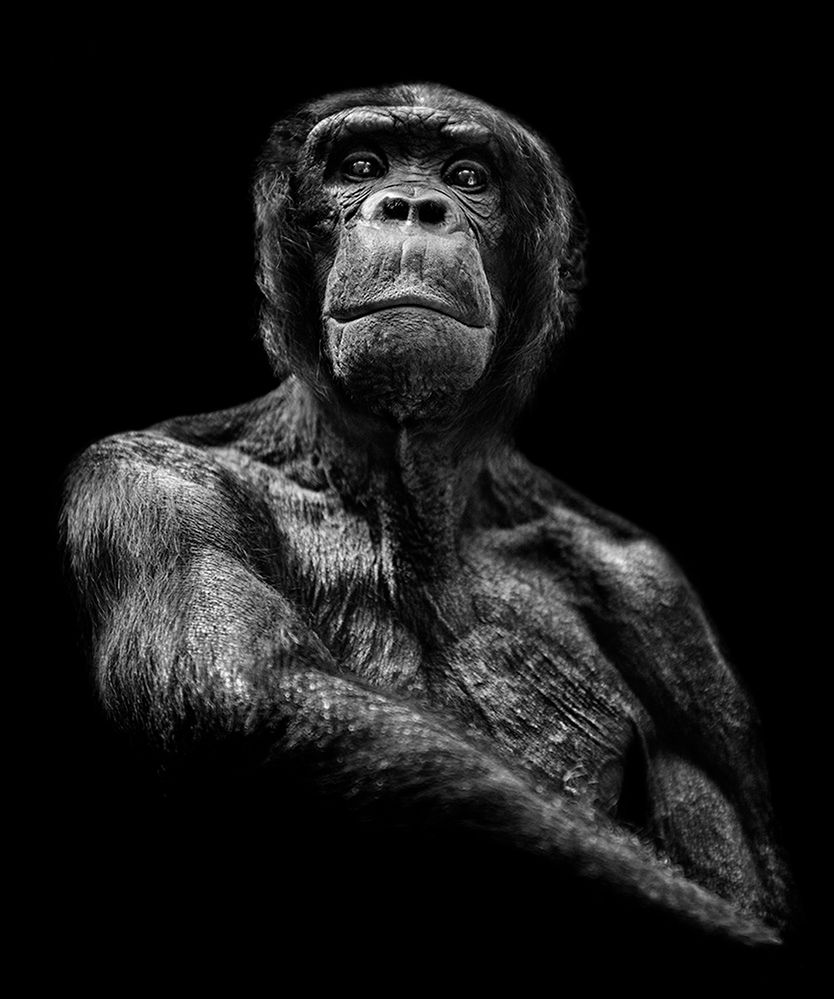 Geneza. „Punktem wyjścia, który zainicjował cały proces twórczy cyklu „inHuman” to zwykłe, przypadkowe wyjście do ogrodu zoologicznego w Berlinie. Pierwotnie wydawało mi się, że moja obecność w małpiarni będzie jedynie kolejnym przystankiem zaplanowanego wcześniej dnia. Od tego momentu jednak wszystko się zaczęło" - opowiada Paweł Bogumił.