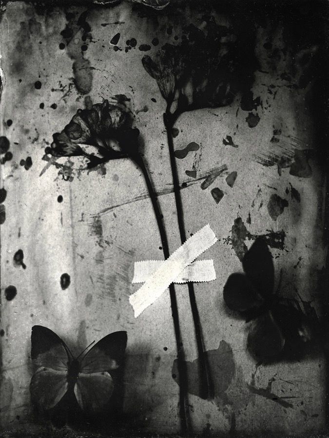 W podkategorii „Fine Art” w kategorii profesjonalnej pierwsze miejsce zajęła Marzena Kolarz za serię zdjęć dotyczących białaczki. Córka fotografki zachorowała na nią, gdy miała 3 lata. Ta seria stanowi dla autorki swojego rodzaju oczyszczenie. Prace zostały wykonane techniką mokrego kolodionu. Wybór techniki nie był przypadkowy – kolodion był niegdyś wykorzystywany w medycynie do opatrywania ran.