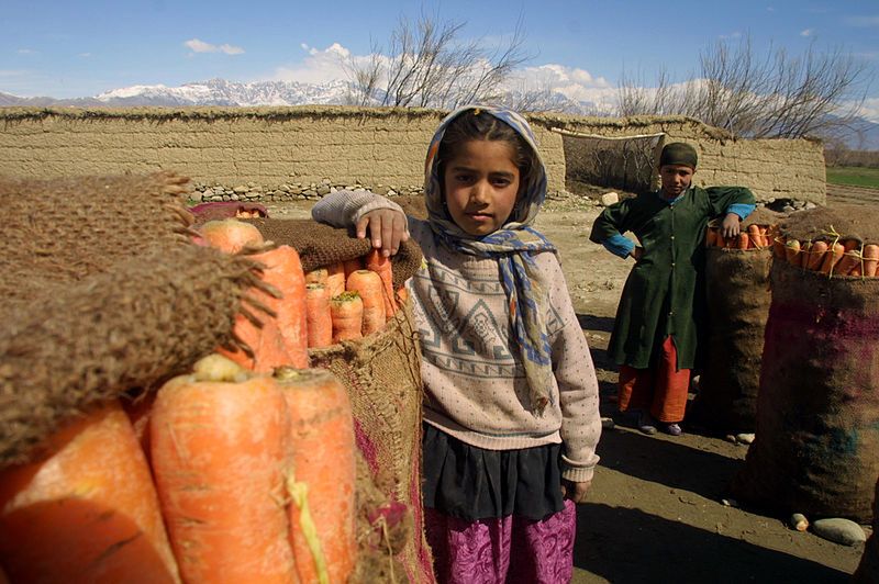 3 Afganistan. Dzieci pracujące w polu. Źródło: USAID