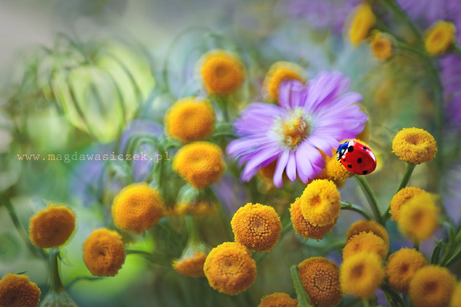 6 Bohaterka dzisiejszej galerii jest laureatką wielu międzynarodowych konkursów fotografii przyrodniczej, mi.in. International Garden Photographer of the Year.