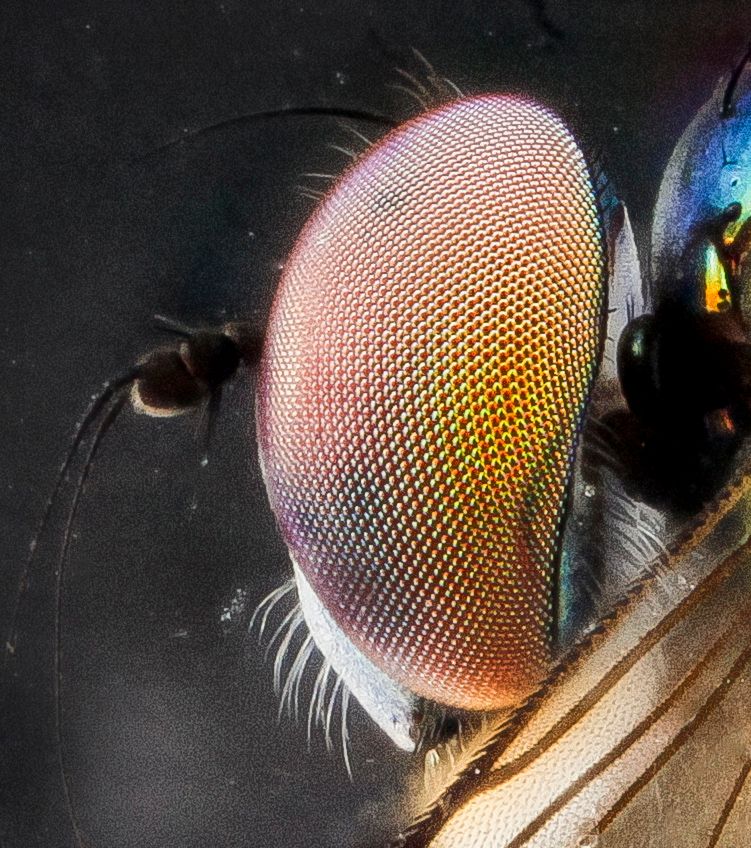 11 Oko muchy z rodziny Dolichopodidae, fot. USGS Bee Inventory and Monitoring