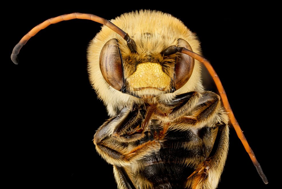 1 Pszczoła Florilegus condignus, fot. USGS Bee Inventory and Monitoring