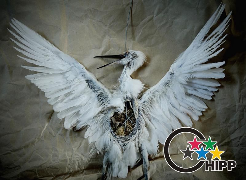 Nature Environment News - Stories - Gold Prize "Wzmartwychwstanie" © Liu Tao. Więcej zdjęć na www.chipp.cn.