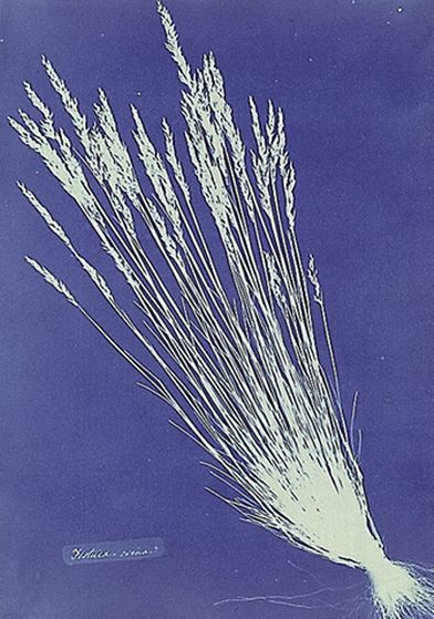 9 Jedna z ilustracji z zielnika poświęconego florze Wielkiej Brytanii © Anna Atkins