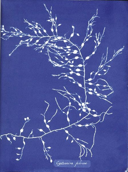 8 Jedna z ilustracji z zielnika poświęconego florze Wielkiej Brytanii © Anna Atkins