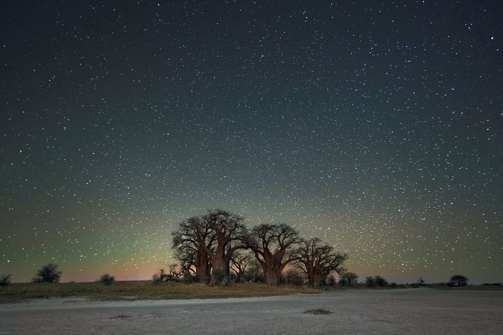Inspiracją do cyklu zdjęć Diamond Nights były dwa fascynujące badania naukowe łączące wzrost drzew z ruchem gwiazd i cyklami astralnymi.