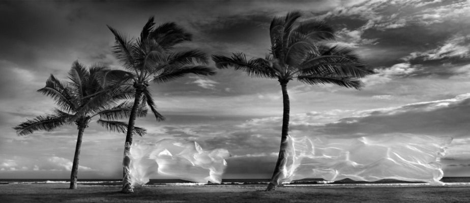Kategoria Fine Art