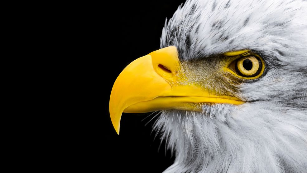 - Ten styl fotografii wyewoluował ze zdjęć ludzi. Moim celem jest odtworzenie tych emocji i odczuć związanych z modelem, pozującym do portretu i angażującym widza. Chcę pokazać indywidualne cechy mojego bohatera oraz nić porozumienia i empatię u odbiorcy. Moim głównym zamierzeniem jest ukazanie podobieństw między naturą, a ludzkością oraz stworzenie poczucia szacunku dla zwierząt – mówi George.