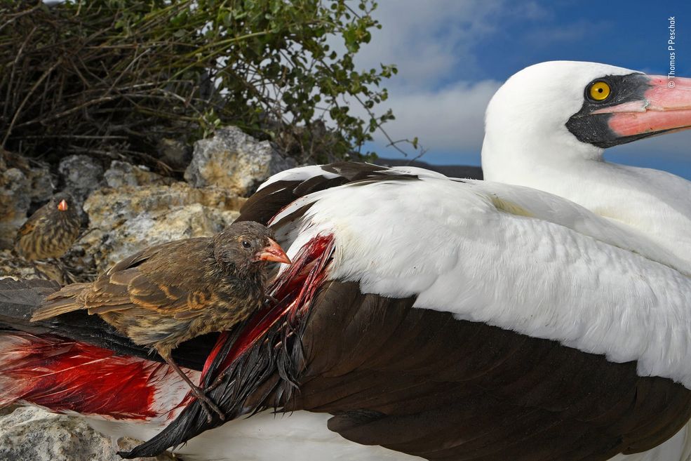 W edycji dla młodzieży zwyciężył 16-letni Skye Meake z portretem lamparta budzącego się ze snu w Mashatu Game Reserve w Bostwanie. Po raz pierwszy w konkursie przyznano również nagrodę za całokształt twórczości. Otrzymał ją Frans Lanting.
