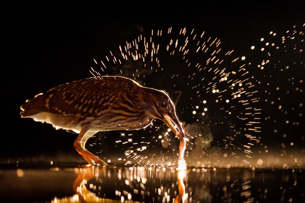 Zwycięzca skomentował swoją wygraną, mówiąc: „Wygranie tytułu Bird Photographer of The Year jest ogromnym zaszczytem dla mnie i bez wątpienia jednym z wyróżnień mojej kariery. Poziom zgłoszonych prac był wyjątkowo wysoki i mogę uważać się za szczęśliwca, że jurorzy wybrali moje zdjęcie jako głównego zwycięzcę. Fotografując dążę do szczerze unikatowych obrazów, starając się ukazać znajome tematy w inny sposób i pokazać, że zawsze istnieje nowy obraz i nietypowy punkt widzenia. Można to osiągnąć spędzając miesiące, a nawet lata, w lokalnym otoczeniu, zdobywając wręcz encyklopedyczną wiedzę na temat zachowania, światła i perspektywy. Jestem zachwycony, że moje starania zostały tak hojnie wynagrodzone".