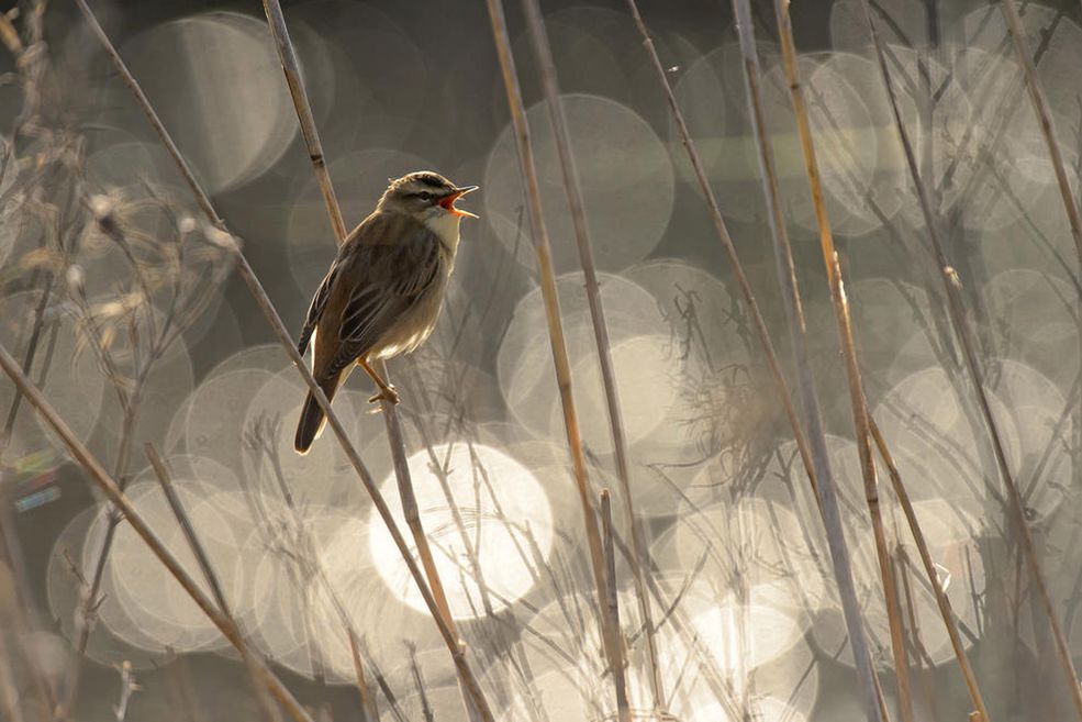 Konkurs fotograficzny Bird Photographer of The Year 2016 nie tylko przyniesie korzyści fotografom, ale także organizatorom, a w efekcie samym ptakom. Pomysłodawcą i organizatorem jest założony w 1932 roku Brytyjski Fundusz Ornitologiczny, którego celem są badania poświęcone ptakom na Wyspach Brytyjskich.