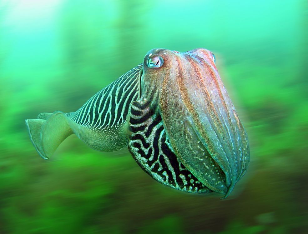 Zwycięzca kategorii British Waters, zdjęcie wykonane aparatem kompaktowym.