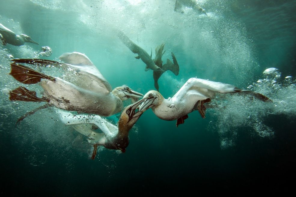 British Underwater Photographer of the Year. W konkursie jest też specjalna kategoria dla obywateli Wielkiej Brytanii w której zwyciężył Matt Dogget. Jego fotografia ukazuje polujące pod wodą mewy. - „Istnieją takie zdjęcia, które dosłownie zapierają dech w piersiach i to jest jest właśnie jedno z nich - powiedział Peter Rowlands z jury konkursu. - „Zdjęcie zostało wykonane w idealnym momencie i ostro uchwycone, pokazuje najważniejszą chwilę tego wydarzenia".