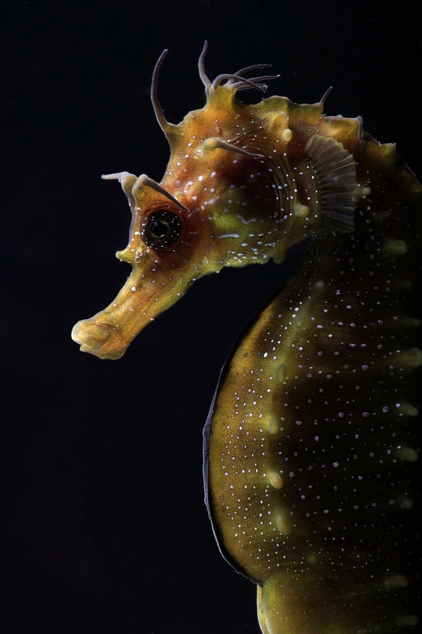 Zwycięzca ogólny i I miejsce kategorii International Macro. Autor zwycięskiej fotografii ma nadzieję, że jego zdjęcie pomoże ludziom powiedzieć się o rosnącym zagrożeniu wyginięcia niektórych gatunków koników morskich. "Weźmy za przykład dwa gatunki koników morskich z Ria Formosa, rezerwatu nieopodal Morza Śródziemnego i Atlantyku - od 2001 do 2009 roku 85% ich populacji wyginęło. Teraz, każdego roku, 50 ton tych zwierząt wyłapywanych jest po to, by ktoś mógł trzymać je w akwarium" - mówi Nuno Sá.