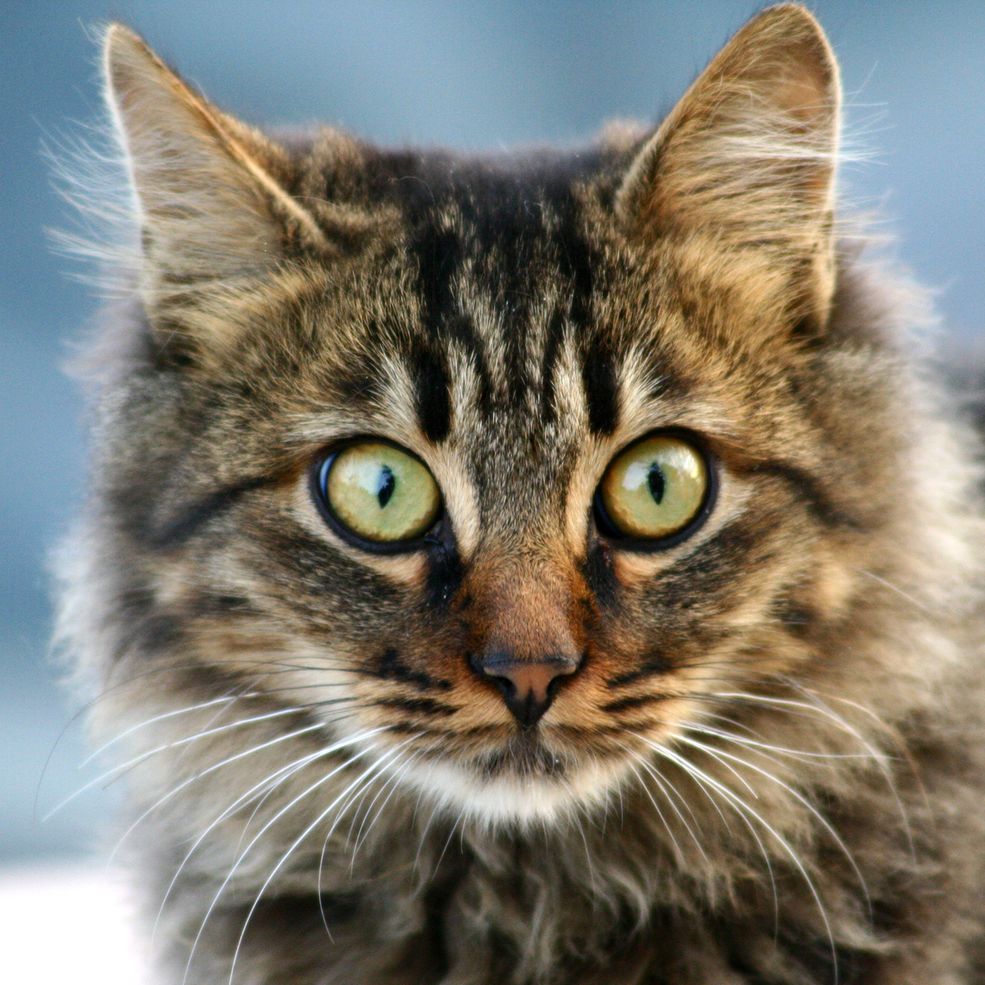 Cat Kedi Katze