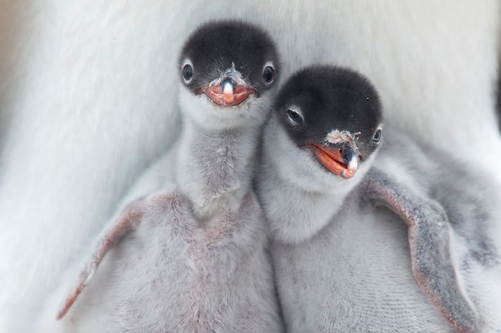 5 Małe pingwiny, fot. Richard Sidey/National Geographic Traveler Photo Contest